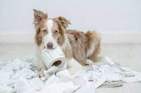 トイレットペーパーを広げて遊んだ後の罪悪感のある表情のいたずらな犬。コンセプトに従わない。 の写真素材・画像素材. Image 188888758.