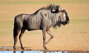 20 Fascinating Animals That Start With The Letter W Deer Like Animals Wildebeest Animals