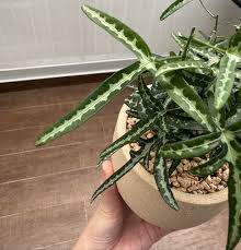 Image result for Adenia kirkii