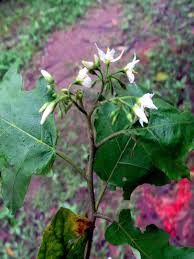 Image result for Solanum torvum