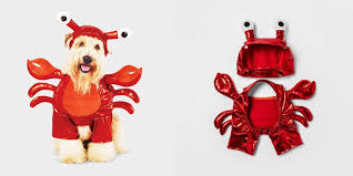 This is the last costume in our #awwsamcostumeparty series, so we obviously had to make it one of our favorite foods: 25 Best Halloween Pet Costumes For Dogs Cats And Yes Guinea Pigs