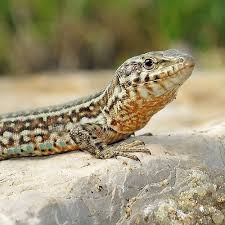 Ibiza Wall Lizards Ibiza Lizard Animals