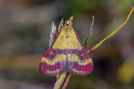 Image result for Pyrausta sanguinalis
