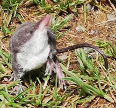 Image result for Neoschumannia