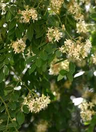Image result for Xanthocercis zambesiaca