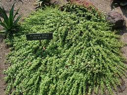 Image result for Aframomum spiroligulatum