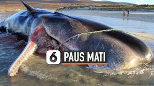 Seekor paus sperma (physester macrocephalus) kembali ditemukan terdampar di wilayah maluku. Berita Paus Sperma Hari Ini Kabar Terbaru Terkini Liputan6 Com