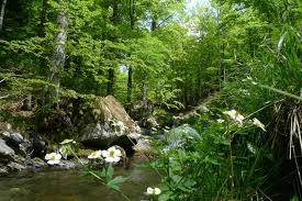 Les communes de ponteils et de st andré capcèze vont mettre en œuvre un atlas de la biodiversité, avec l'office français de la biodiversité et l'accompagnement du parc national des cévennes. The Cevennes National Park Cyclocevennes