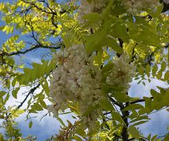 Image result for Robinia