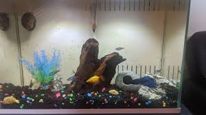 Betta Fish Fin Rot In 2020 Betta Fish Betta Fish Fin