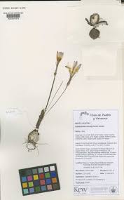 Image result for Zephyranthes minuta