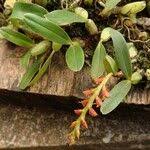 Image result for Bulbophyllum oreonastes