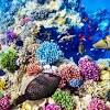 Die entstehung eines atolls durch absenkung einer saumriffumgürteten insel. 1