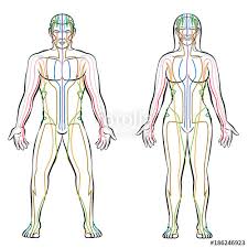 Meridian System Colored Meridians Of Male And Female Body