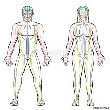 Meridian System Colored Meridians Of Male And Female Body
