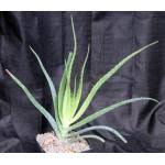 Image result for Aloe mossurilensis