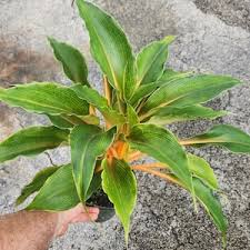 Image result for Chlorophytum Amaniense