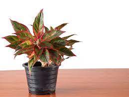 The collection of plants from the aglaonema genus are commonly known as the chinese evergreens, which have a tendency to endure low light conditions very well. Chinese Evergreen Plants Buying Growing Guide Trees Com
