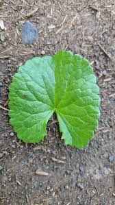 Image result for Centella glabrata