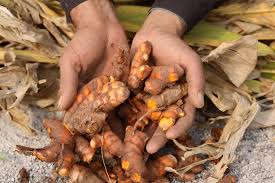 Image result for Afroligusticum runssoricum