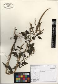 Image result for Amaranthus spinosus