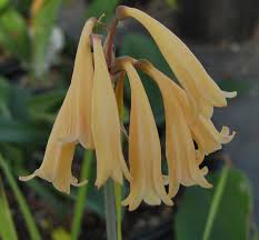 Image result for Cyrtanthus mackenii