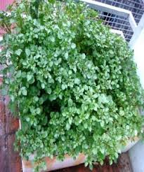 Image result for RAU MẦM CẢI XANH