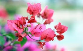 Ti basterà salvare l'immagine oppure copiare l'indirizzo (tasto destro del mouse) dell'immagine e condividerla sulla bacheca dell'interessata. Scarica Sfondi Rosa Bouganville 4k Bokeh Fiori Rosa Fiori Bouganville Per Desktop Libero Immagini Sfondo Del Desktop Libero