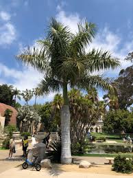 Image result for Roystonea oleracea