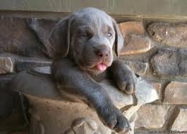 Posted on august 3, 2020 by. Silver Lab Puppies Price 1 000 For Sale In Erda Utah Best Pets Online