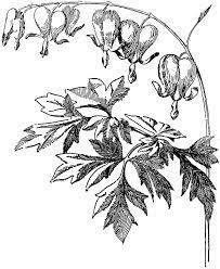Bleeding Heart Bleeding Heart Flower Flower Line Drawings Heart Flower Tattoo