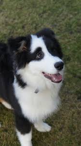 Black And White Spotted Dog With Blue Eyes Pin On Border Collies