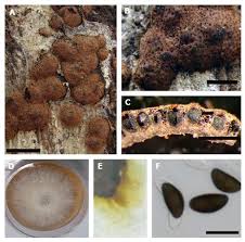 Image result for Hypoxylon multiforme