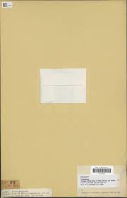 Image result for Tristicha trifaria