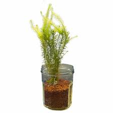 Image result for Mayaca