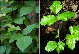 The upstate is one of the few places in south carolina with the right climate and soil conditions to grow productive apples trees. Poison Oak Identification And Rash Treatment The Old Farmer S Almanac