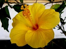 Native to asia, tropical hibiscus plants produce flowers constantly, but each blossom only lasts one day. Buy Hibiscus Plant Plantslive