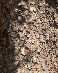 Image result for Spirostachys