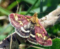 Image result for Pyrausta ostrinalis