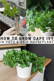 Cape Ivy Plant Care How To Grow German Ivy Plant Care Ivy Plants Plants