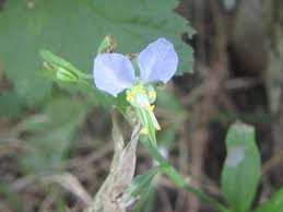 Image result for Commelina kotschyi