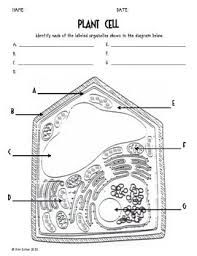 So far all found in 1985. Os 5082 Simple Labeled Animal Cell Diagram Picture Unlabeled Plant Cell Download Diagram