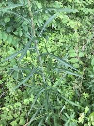 Image result for Lactuca schultzeana