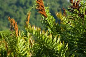 Image result for Acrostichum