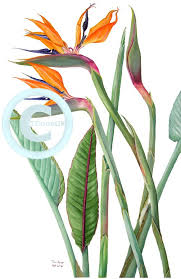 Large Bird Of Paradise Plant For Sale Uk Bird Of Paradise Strelitzia Watercolor By Tina Bone Thực Vật Painting Retro Vintage