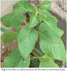 Image result for Ocimum gratissimum