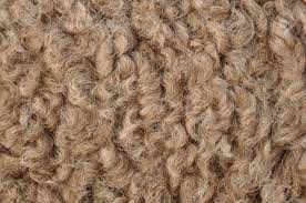 The most satisfactory textile fibre is gathered from camels of the bactrian type. Camel Hair Is Variously The Hair Of A Camel A Type Of Cloth Stock Photo Picture And Royalty Free Image Image 14495158