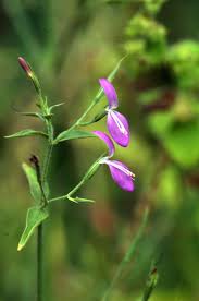 Image result for Dicliptera paniculata