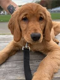 Looking for suggestions for toys to keep Brewski, my 13 week old Golden's  attention for more than 10 seconds!! We have a Kong and dental bones! Thank  you!!