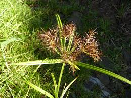 Image result for Cyperus deciduus